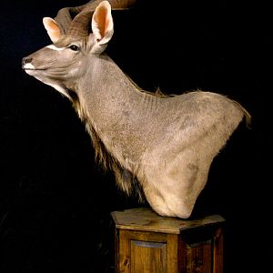 Kudu Shoulder Mount Pedestal Taxidermy