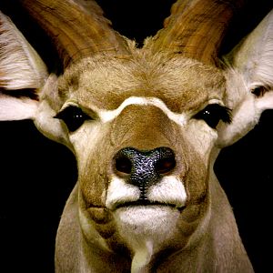 Kudu Shoulder Mount Pedestal Taxidermy Close Up