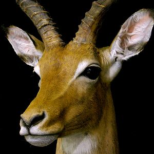 Impala Shoulder Mount Pedestal Taxidermy