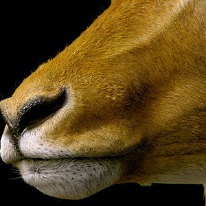 Impala Shoulder Mount Pedestal Taxidermy Close Up