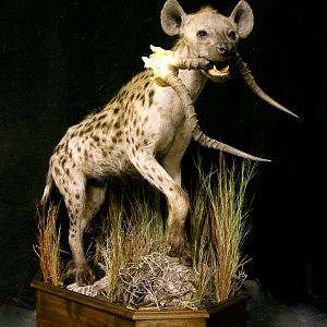 Spotted Hyena Full Mount Taxidermy