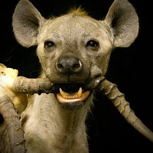 Spotted Hyena Full Mount Taxidermy