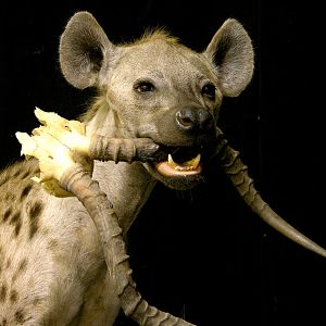 Spotted Hyena Full Mount Taxidermy