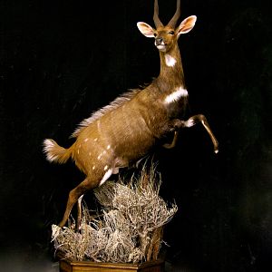 Jumping Bushbuck Full Mount Taxidermy