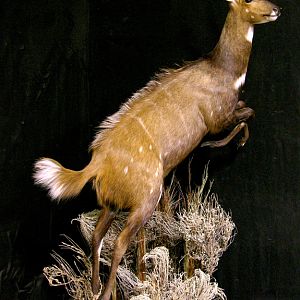 Jumping Bushbuck Full Mount Taxidermy