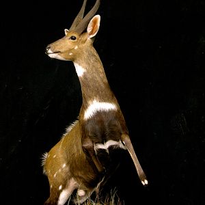 Jumping Bushbuck Full Mount Taxidermy