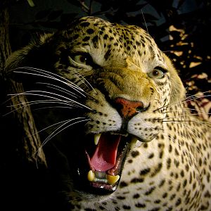 Leopard Full Mount Taxidermy