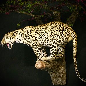 Leopard Full Mount Taxidermy