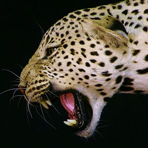 Leopard Full Mount Taxidermy