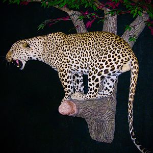 Leopard Full Mount Taxidermy