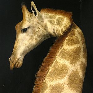 Giraffe Shoulder Mount Pedestal Taxidermy