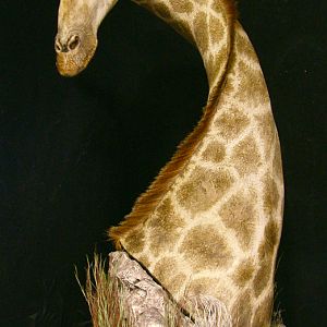 Giraffe Shoulder Mount Pedestal Taxidermy