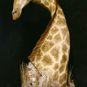 Giraffe Shoulder Mount Pedestal Taxidermy