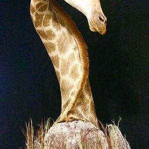 Giraffe Shoulder Mount Pedestal Taxidermy