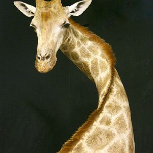 Giraffe Shoulder Mount Pedestal Taxidermy