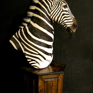 Burchell's Plain Zebra Shoulder Mount Pedestal Taxidermy