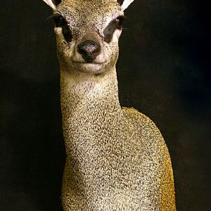 Klipspringer Shoulder Mount Taxidermy