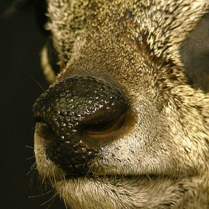 Klipspringer Shoulder Mount Taxidermy