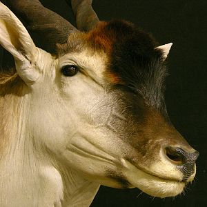 Eland Shoulder Mount Taxidermy