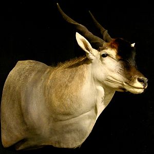 Eland Shoulder Mount Taxidermy