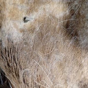 Repairing Taxidermy piece of a Transcasian Urial Sheep