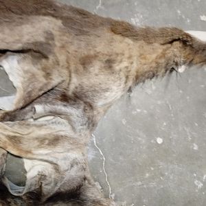 Repairing Taxidermy piece of a Transcasian Urial Sheep