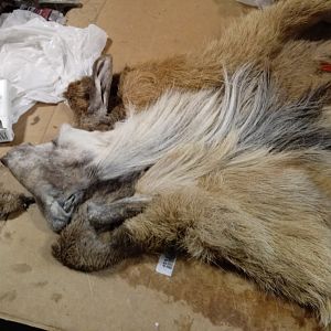 Repairing Taxidermy piece of a Transcasian Urial Sheep