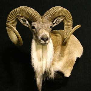 Transcasian Urial Sheep Shoulder Mount Taxidermy