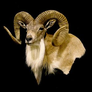 Transcasian Urial Sheep Shoulder Mount Taxidermy