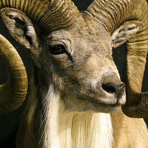 Transcasian Urial Sheep Shoulder Mount Taxidermy