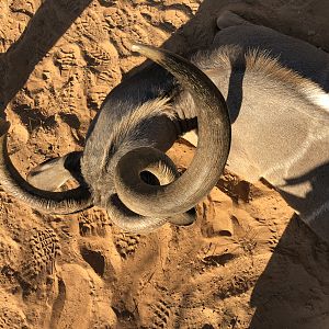 Curl of Kudu Horn