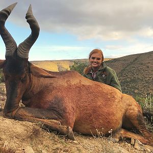 Hunting Red Hartebeest in South Africa