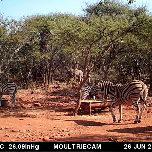 South Africa Trail Cam Pictures Burchell's Plain Zebra