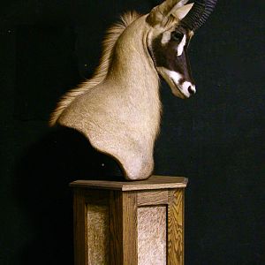 Roan Shoulder Mount Pedestal Taxidermy