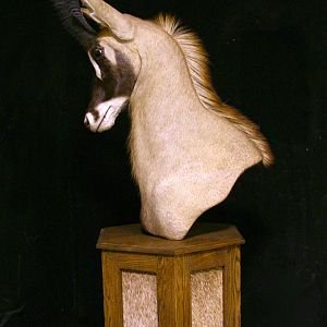 Roan Shoulder Mount Pedestal Taxidermy