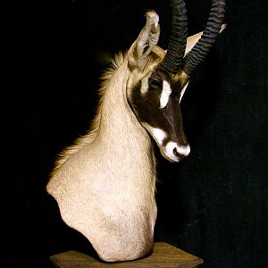 Roan Shoulder Mount Pedestal Taxidermy