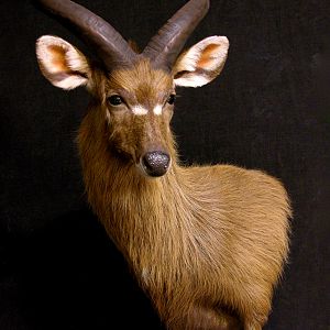 Sitatunga Shoulder Mount Taxidermy