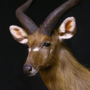 Sitatunga Shoulder Mount Taxidermy