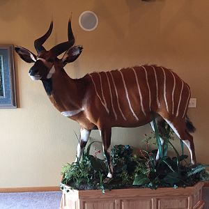 Bongo Full Mount Taxidermy