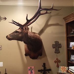 Elk Shoulder Mount Taxidermy