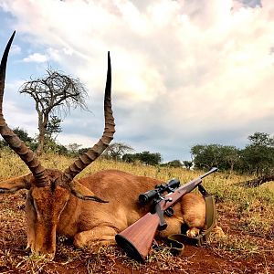 Hunting Impala in South Africa