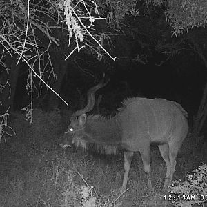 Kudu Trail Cam Pictures South Africa