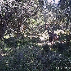 South Africa Trail Cam Pictures Kudu