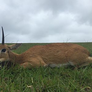 Oribi Hunting South Africa