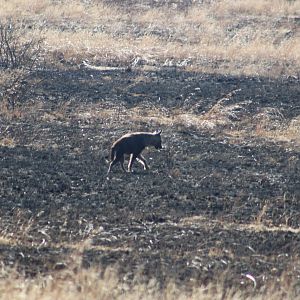 Brown Hyena South Africa