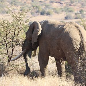 Elephant South Africa