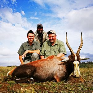 South Africa Hunting Blesbok