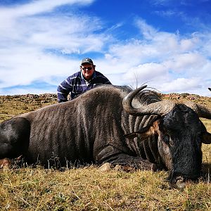 South Africa Hunt Blue Wildebeest