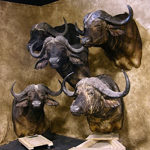 Cape Buffalo Shoulder Mount Taxidermy