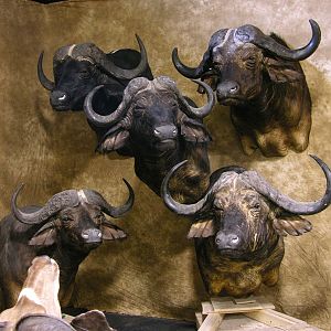 Cape Buffalo Shoulder Mount Taxidermy